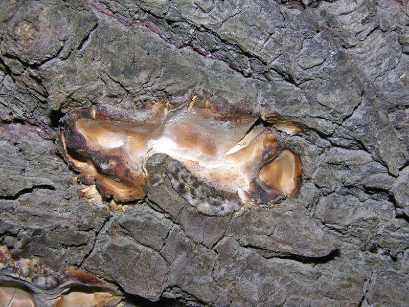 Da determinare  (Bjerkandera fumosa)